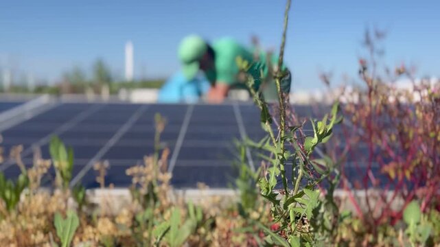 Distant blurred gardener tending plants beside rooftop solar panels, collecting pulled weeds into a large waste bag. Concept of solar panel maintenance and vegetation control on rooftops