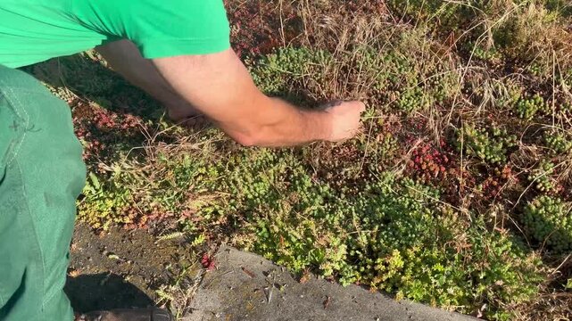 Gardener kneeling on a rooftop, pulling weeds growing around solar panels and removing unwanted vegetation from the roof garden area. Concept of solar panel maintenance, vegetation control on rooftops