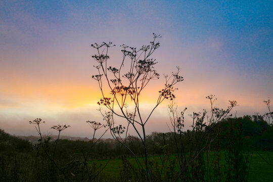 Atmospheric silhouette of dried autumn wildflowers in a meadow at dawn. A low-angle landscape shot showing the delicate, branching silhouette of a wild Apiaceae (carrot family).