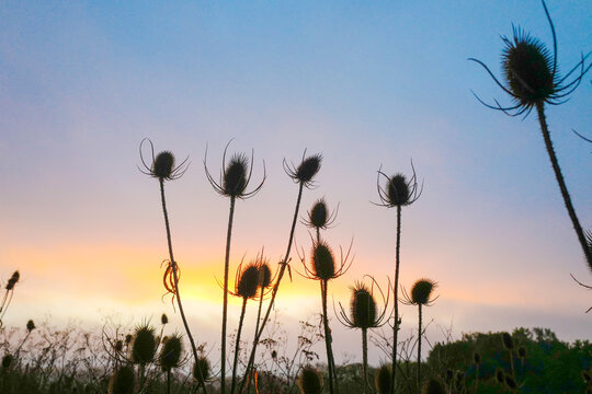 Silhouetted wild teasel seed heads in a rural field backlit by a vibrant golden sunrise A close-up, low-angle shot of dried wild teasel (Dipsacus fullonum)