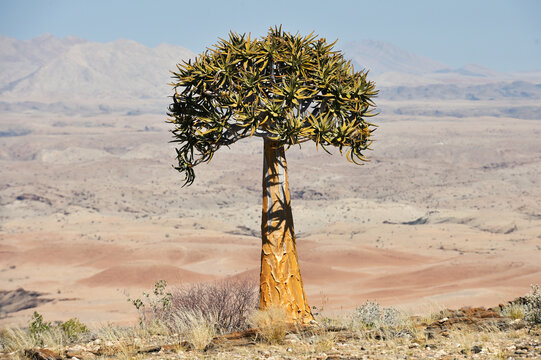Landscape with quiver trees (Aloe dichotoma)