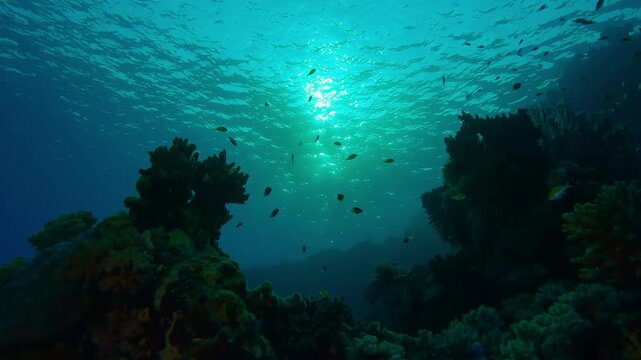 Seascape with silhouettes coral reef and tropical fish above it in backlit at sunrise, Slow motion, Marine life on coral reef in morning sun light, Coral reef and tropical fish in contre-jour at dawn