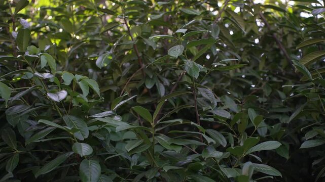 Cherry laurel hedge branches gently swaying in wind with camera panning right, 4k 120fps slow motion footage of prunus laurocerasus bush