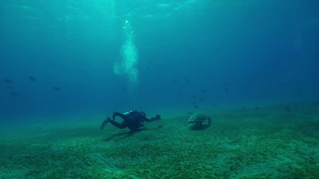 Scuba diver films a sea turtle grazing on sea bottom in the evening light, Backlit, Slow motion of Great Green Sea Turtle, Chelonia mydas feeding on seabed at sundown  