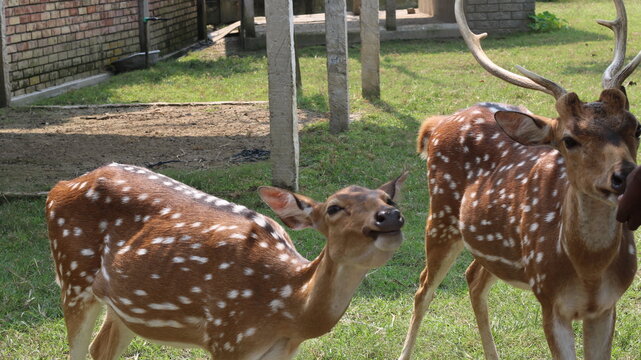 Beautiful Spotted Deer Standing on Green Grass in a Natural Park
