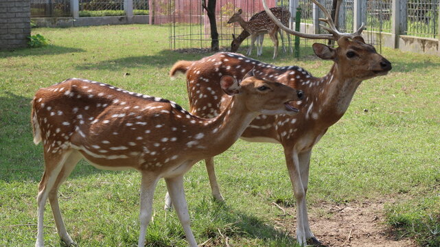 Beautiful Spotted Deer Standing on Green Grass in a Natural Park
