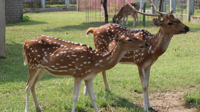 Beautiful Spotted Deer Standing on Green Grass in a Natural Park
