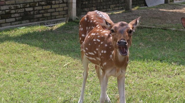 Beautiful Spotted Deer Standing on Green Grass in a Natural Park
