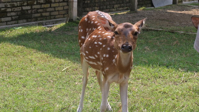 Beautiful Spotted Deer Standing on Green Grass in a Natural Park
