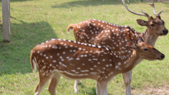 Beautiful Spotted Deer Standing on Green Grass in a Natural Park
