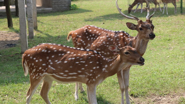 Beautiful Spotted Deer Standing on Green Grass in a Natural Park
