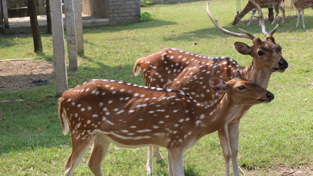 Beautiful Spotted Deer Standing on Green Grass in a Natural Park
