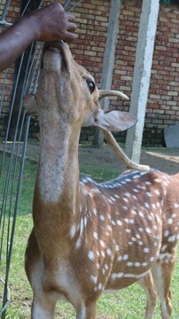 Beautiful Spotted Deer Standing on Green Grass in a Natural Park
