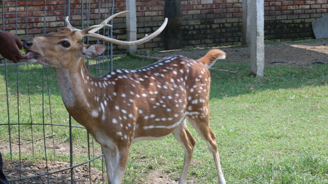 Beautiful Spotted Deer Standing on Green Grass in a Natural Park
