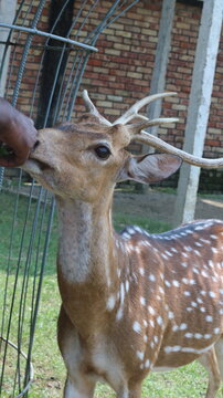 Beautiful Spotted Deer Standing on Green Grass in a Natural Park
