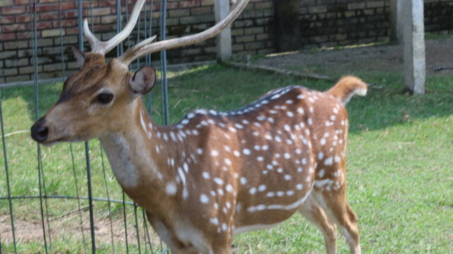 Beautiful Spotted Deer Standing on Green Grass in a Natural Park
