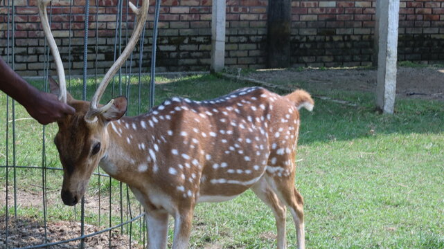 Beautiful Spotted Deer Standing on Green Grass in a Natural Park
