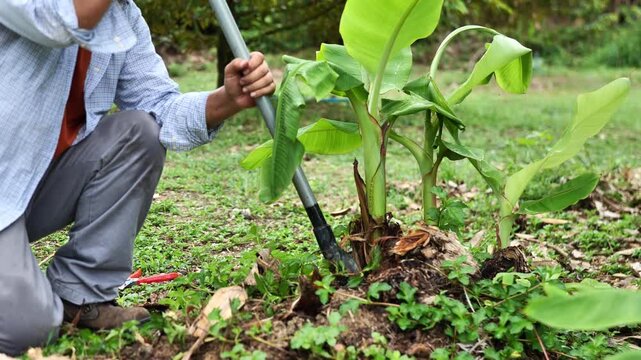 Banana farmer preparing a healthy sucker for propagation and transplanting, showing practical rural agriculture and plant cultivation.