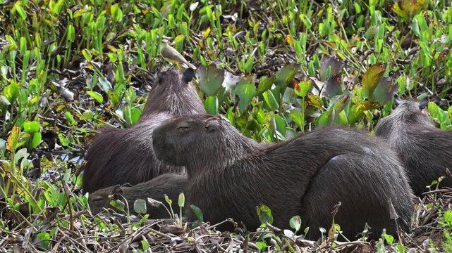 Capybaras and Cattle Tyrant, Hydrochoerus hydrochaeris, Machetornis rixosa, parasitism, biological interaction, generally of a trophic nature,  South Wild Lodge, Pantanal, Mato Grosso, Brazil.