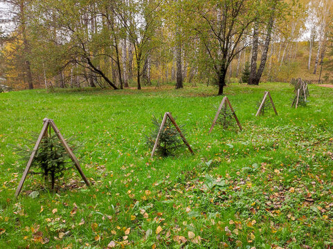 Young pine saplings protected by triangular wooden frames on a green lawn with fallen autumn leaves, birch forest background, reforestation and environmental protection concept.