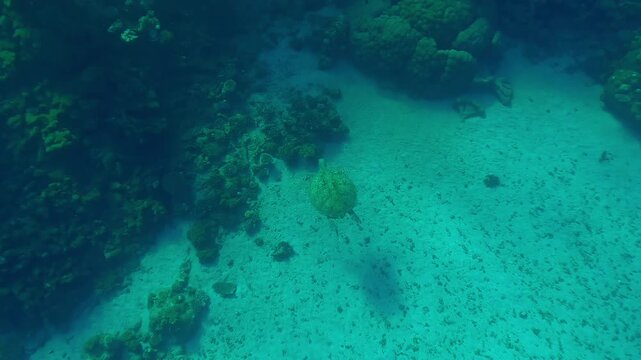 Top view of Sea Turtle swimming casting shadow on sand approaching coral reef on sunny day, Wide-angle shot, Slow motion of Green Sea Turtle, Chelonia mydas swimming over sandy seabed