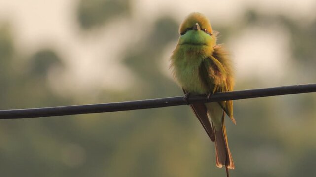 Green bee-eater perched on electric wire at sunrise, fluffed feathers, soft golden light and blurred background, India wildlife bird footage