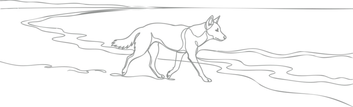Continuous line of a dingo walking along a sandy beach shoreline, minimalist on a white background, australian wild canine