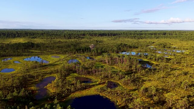 Aerial view of Viru raba vaatetorn surrounded by small bog pools and pine trees in the vast wetland landscape in Kolga, Harju maakond, Estonia.