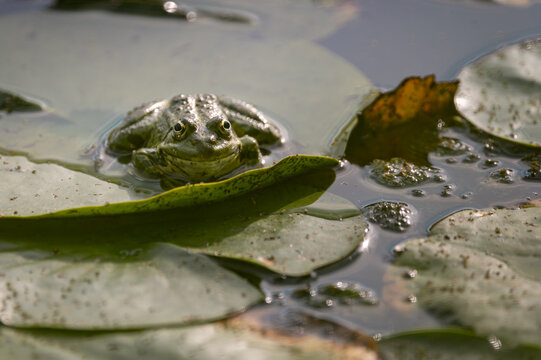 Gr&uuml;ner Teichfrosch sitzt auf einem Seerosenblatt im ruhigen Wasser an einem sonnigen Sommertag