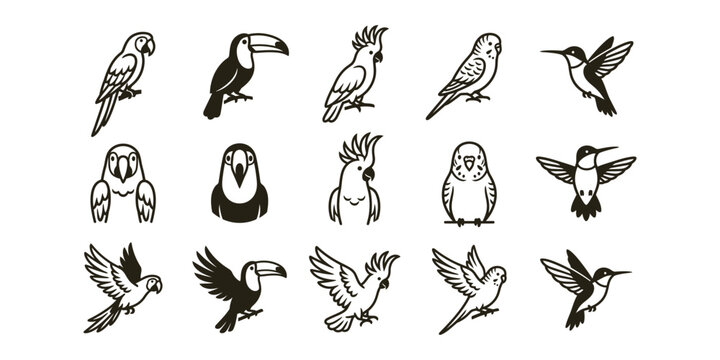 Collection of hand drawn bird illustrations featuring toucans parrots and hummingbirds in a sketch style set