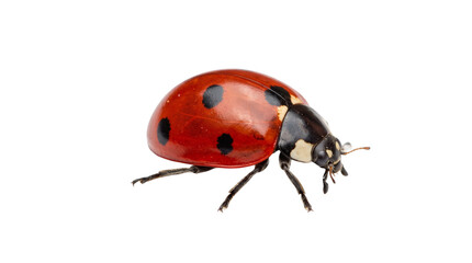 Red Ladybug Insect Walking Macro Cutout Isolated on White Background Transparent PNG Clipart Element © MW Studio 