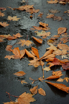 beautiful autumn nature background with fallen tree leaves on wet asphalt road. cold rainy day weather. fall season concept.
