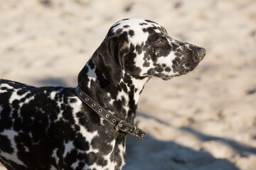Profile portrait of a purebred Dalmatian dog with black spots and leather collar standing on sandy beach outdoors[cite: 7] © aneduard