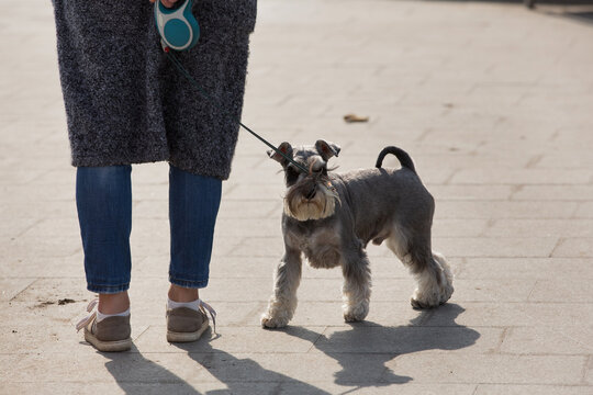 Miniature schnauzer dog on a leash walking with owner on paved street outdoors