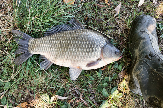 A carp lies on the grass next to a boot after being caught during a fishing outing. This scene shows the excitement of fishing at a riverbank
