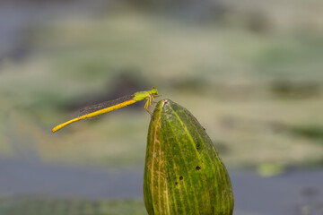 Golden Dartlet Damselfly Perched on Closed Water Lily Bud © tahir