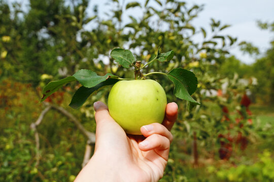 apple in hand. hand picking apples