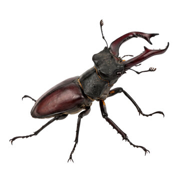 Stag beetle with large mandibles on a transparent background