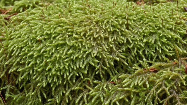 マクロレンズで撮影した密集して自生する緑色の苔のクローズアップ
