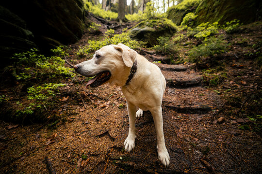 Portrait of happy labrador retriever dog sitting on narrow dirt path in middle of green forest woods. Domestic pet animal companion, canine obedience training and outdoor nature adventure concept.