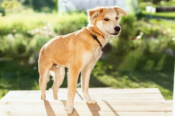 Fluffy mixed-breed dog standing on wooden platform in a sunny garden. Cute domestic pet portrait, outdoor lifestyle. © annaartday