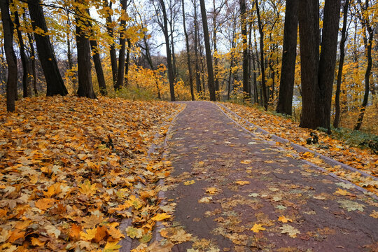 atmosphere melancholy autumn park landscape. road, covered fallen leaves and trees with autumnal foliage, natural background. fall time. copy space