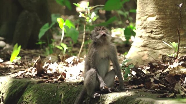 Long-tailed macaque sitting on stone ledge in tropical jungle
