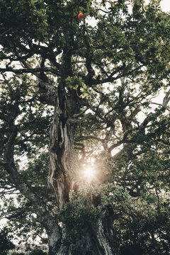 View of the ancient Tarkma ohvritamm oak tree with a gnarled trunk and sun flare filtering through the dense green canopy in Emmaste, Hiiu maakond, Estonia.