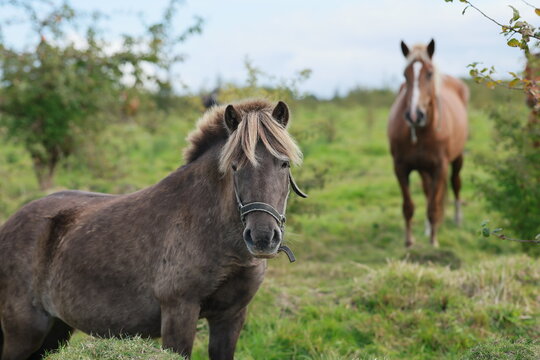 Horses standing in a green pasture, with chestnut, bay and gray horses facing the camera. Equine animals on a farm. Horse herd in a rural paddock. Livestock outdoors.