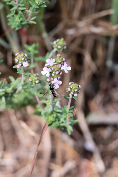 Halfband Hoverfly (Melangyna collatus) feeding on Creeping Thyme nectar