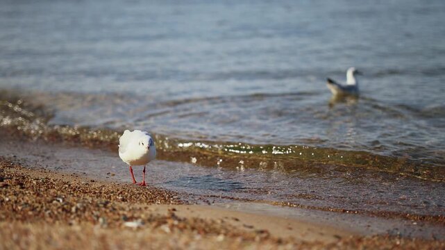 Two gulls standing on a pebbled shore beside shallow water. Coastal birdlife and marine habitat. Seabirds foraging along the waters edge. Wildlife conservation and nature study.