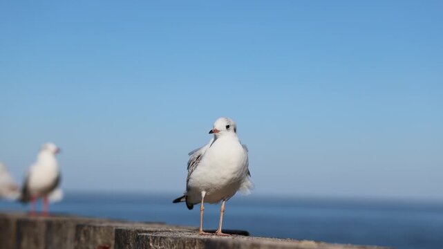 Black-headed gull standing on a seaside pier above calm water. Coastal birdlife and marine habitat. Wildlife observation and nature conservation. Seabird portrait with open sky copy space.