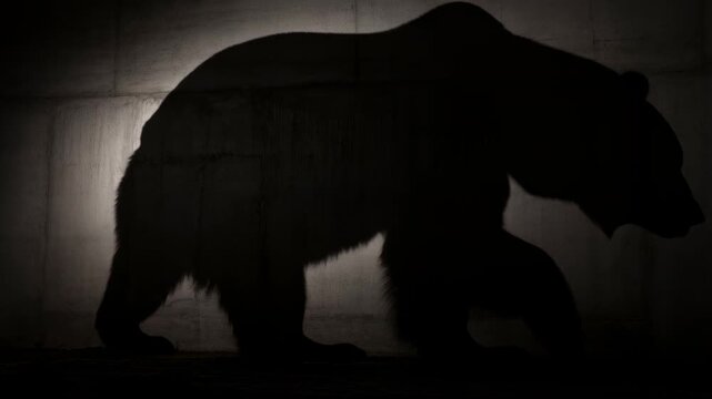 Dramatic Silhouette of a Large Grizzly Bear Walking Against a Dark Textured Wall Background, Powerful Wild Animal Profile in Moody Low Light Environment, Nature and Strength Concept