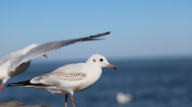 Black-headed gull standing on a seaside pier above calm water. Coastal birdlife and marine habitat. Wildlife observation and nature conservation. Seabird portrait with open sky copy space.